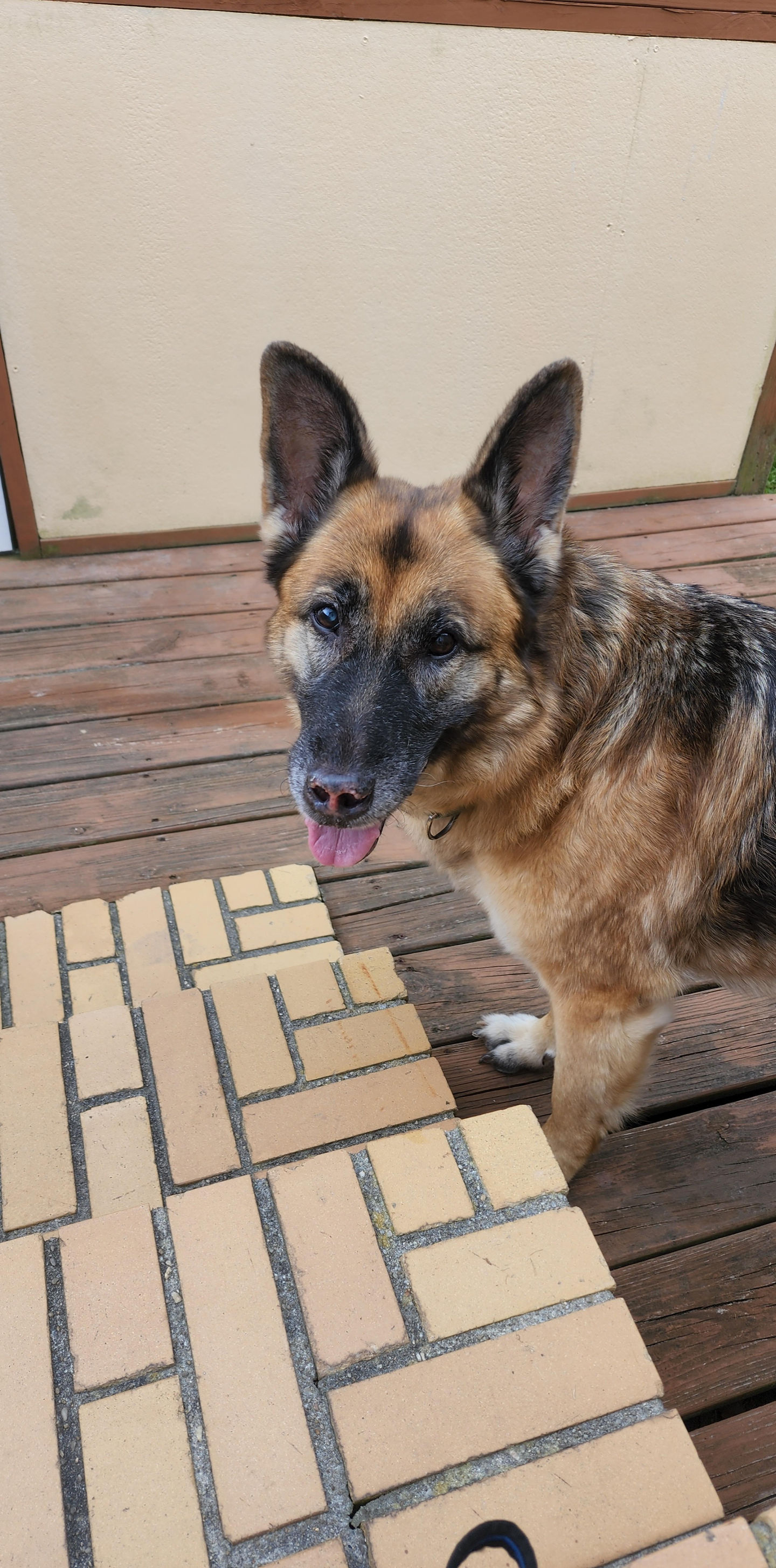 Advocate for your pets- you are their voice