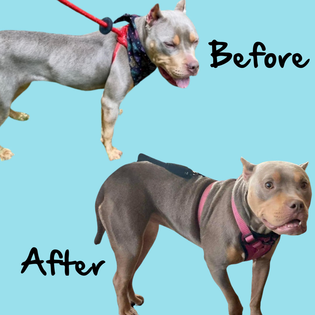 Nurturing Hope: How Dog Krazy Became a Lifeline for Foster Pets