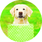 Dog Food & Supplies