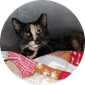Pet Adoptions