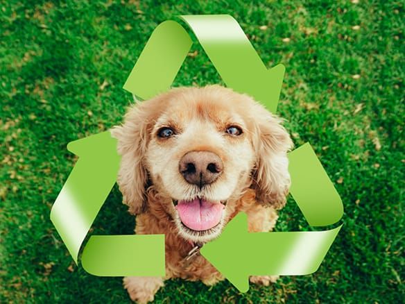 Image of blog post Earth Day: Eco-friendly Activities and Tips!