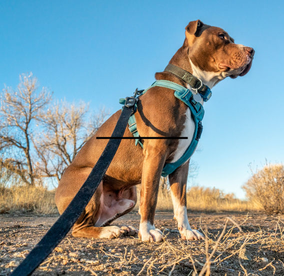A safety checklist to help ensure lost pets can find their way home