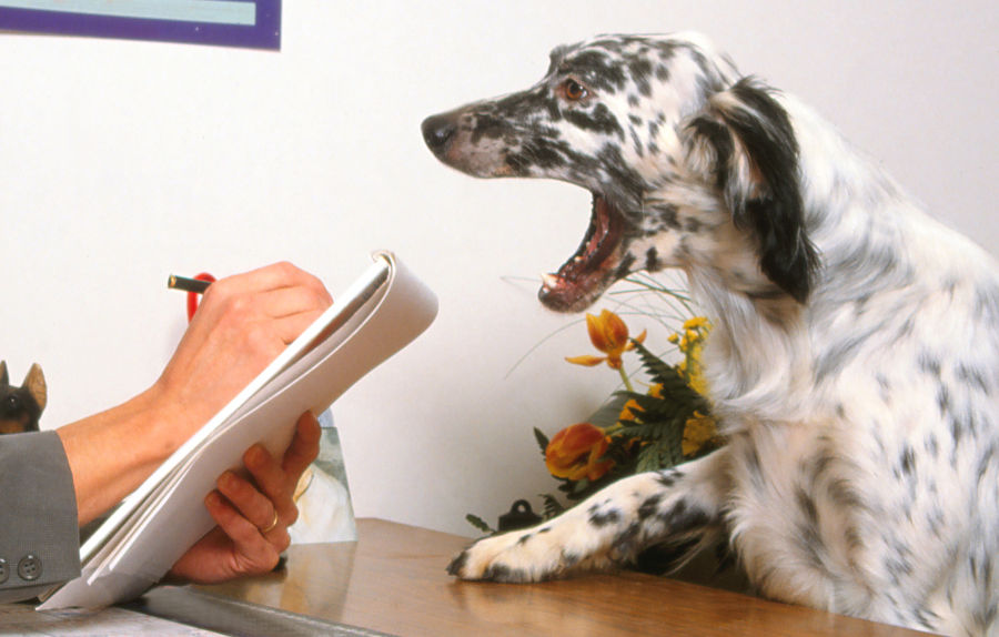 Image of blog post Mental Health Awareness for Dogs
