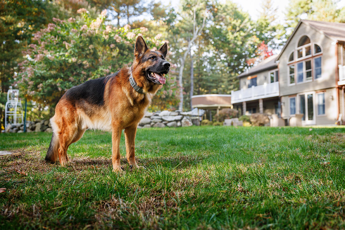Image of blog post Backyard Enrichment Activities