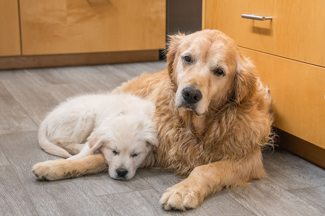 How We Can Help Our Pets Live Longer