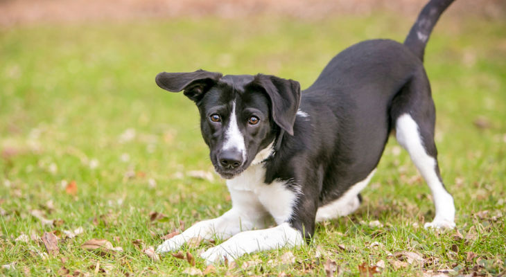 Image of blog post Understanding Dog Body Language