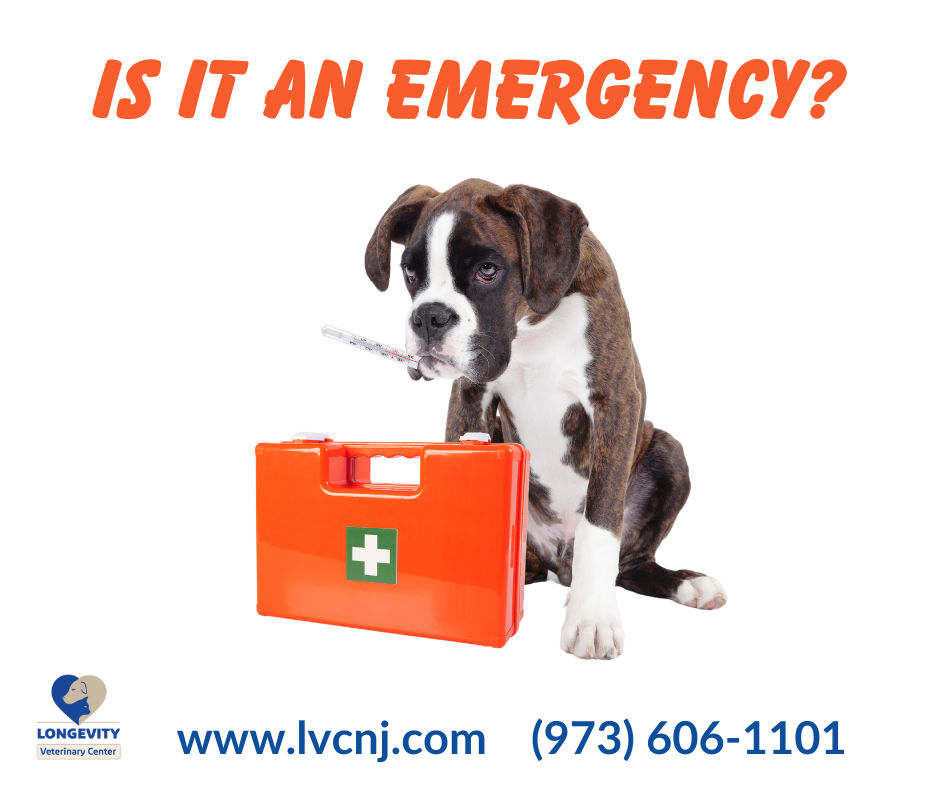 Does Your Pet Need Emergency Veterinary - Is It An Emergency
