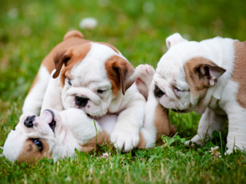 Image of blog post Canine Socialization Tips