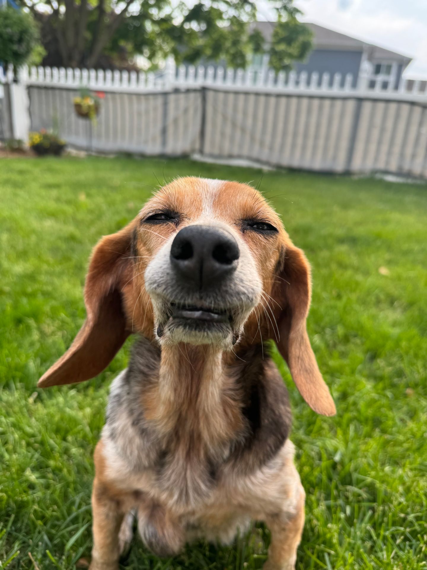 Image of blog post Best Anti Aging Supplements for Dogs