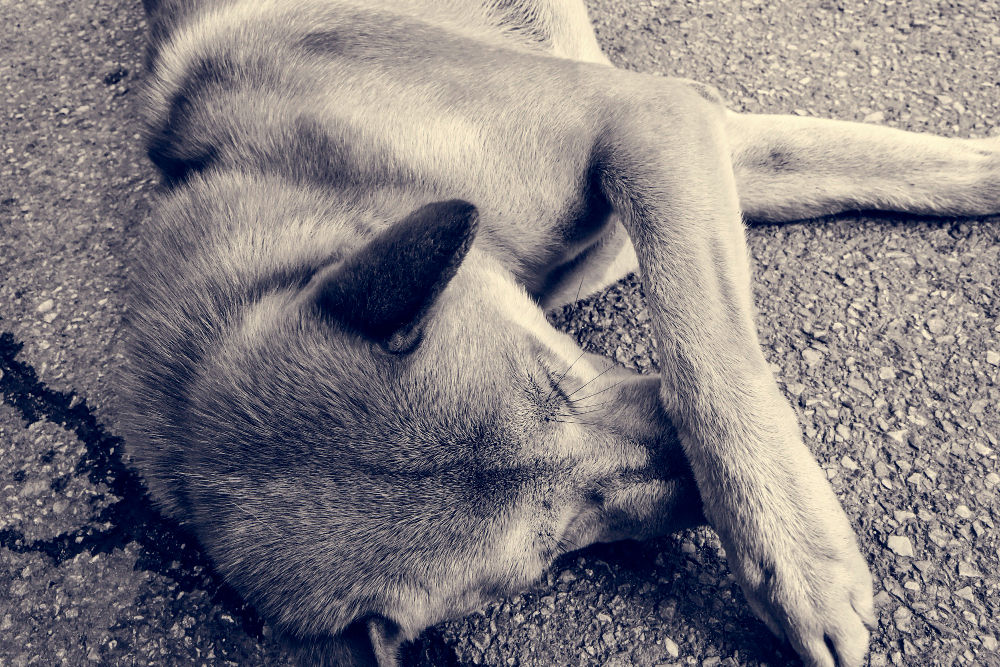 What You Can Do to Prevent Runaway Dogs