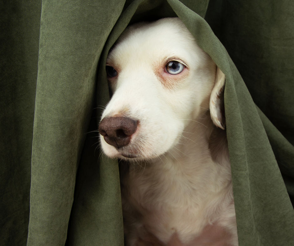 Pet Releaf CBD Guide