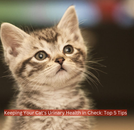 Keeping Your Cat's Urinary Health in Check: Top 5 Tips