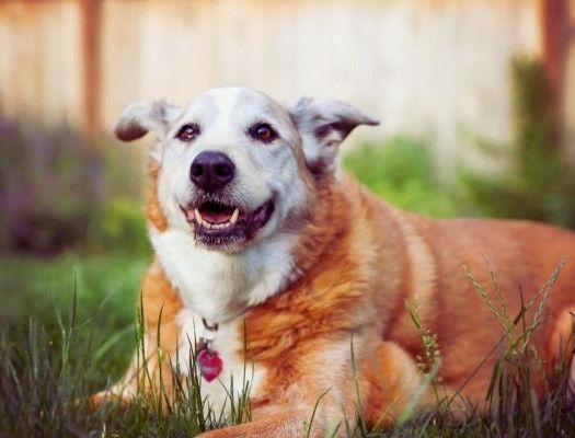 The Rewards of Welcoming a Senior Dog into Your Family