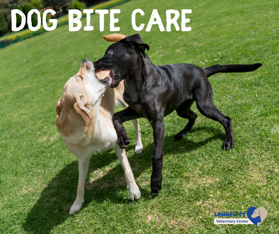When Your Dog is Bitten
