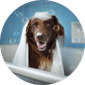 Dog Grooming