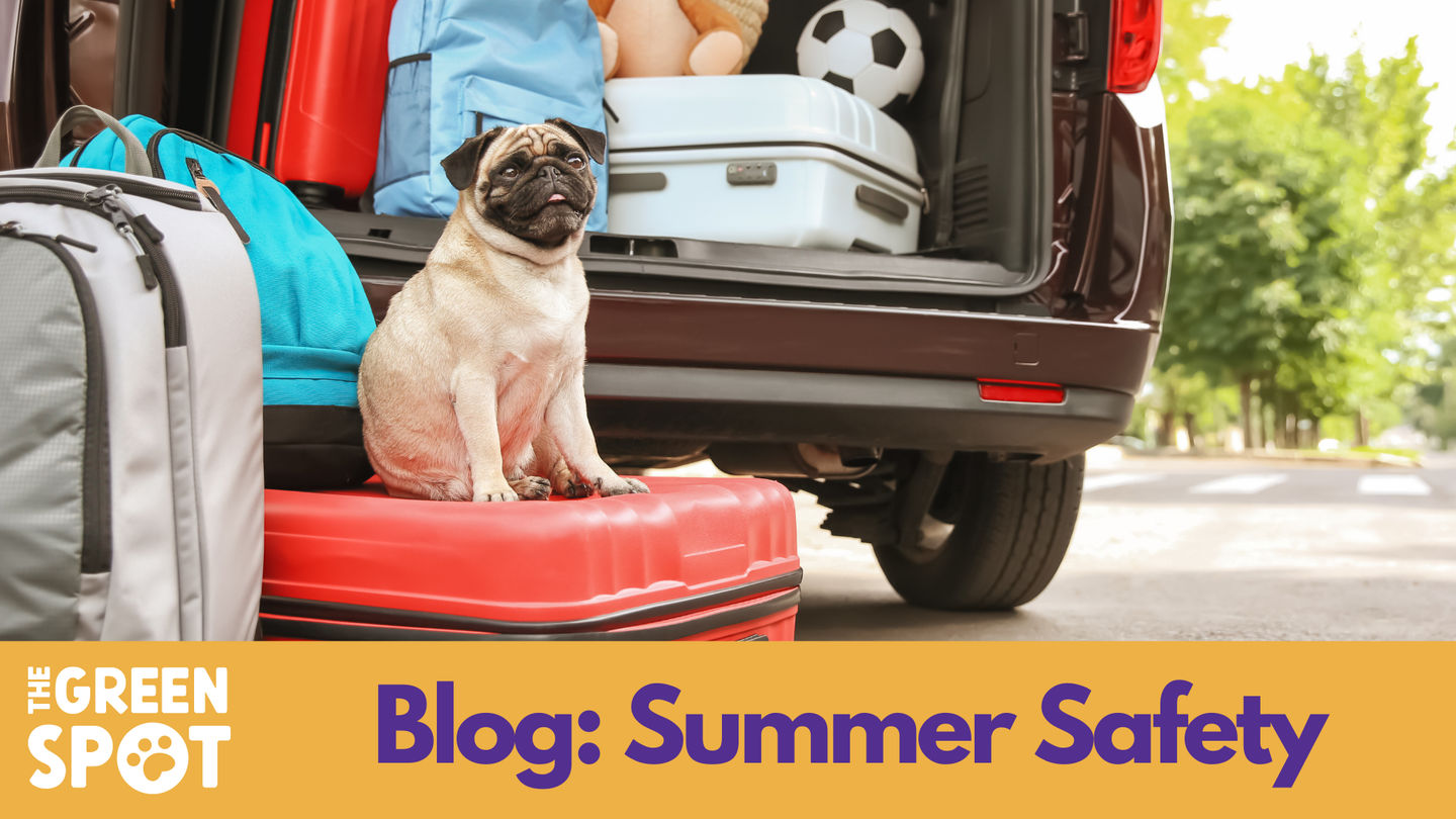 Summer Safety for Pets