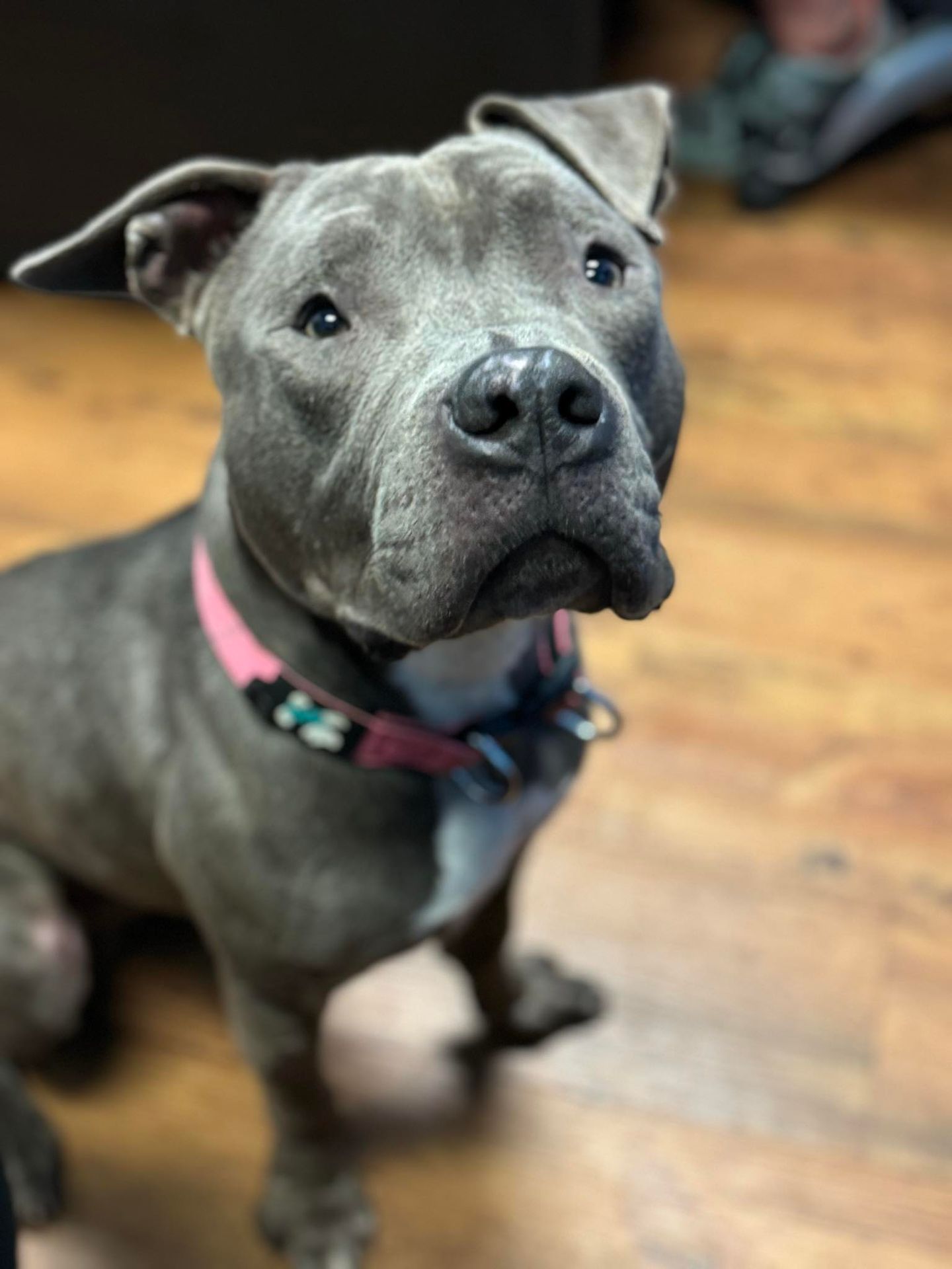 The Foster Diaries: Ratchet's Story