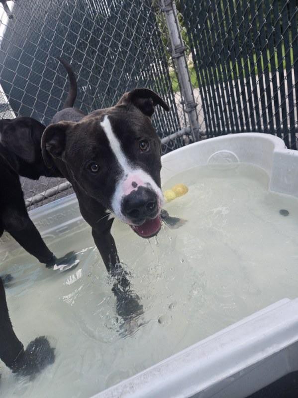 The Foster Diaries: Meet Baxter