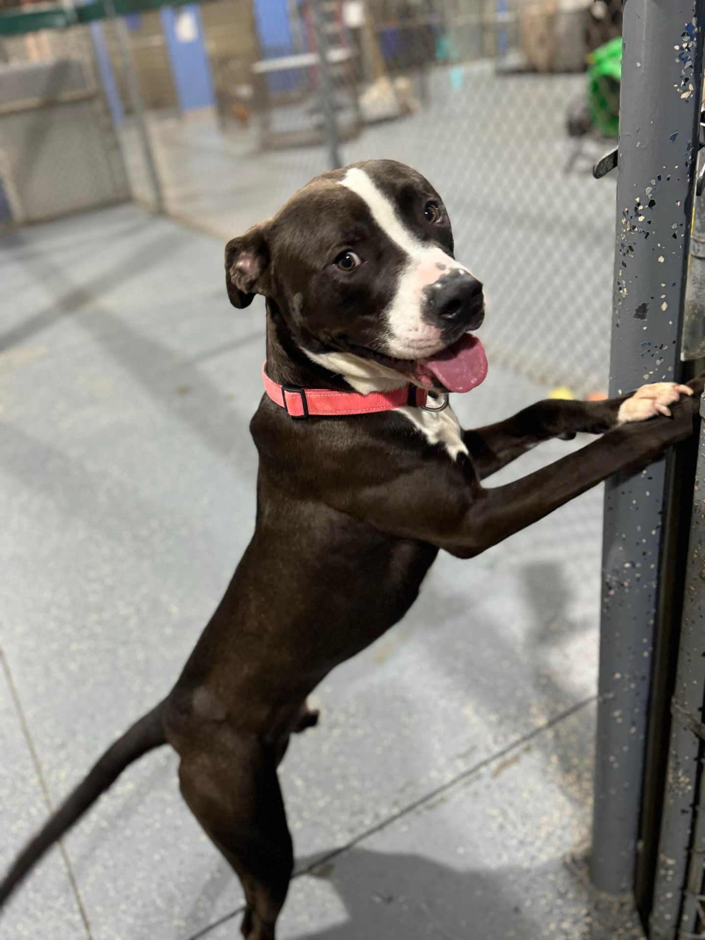 The Foster Diaries:  Baxter's Weekly Wrap Up