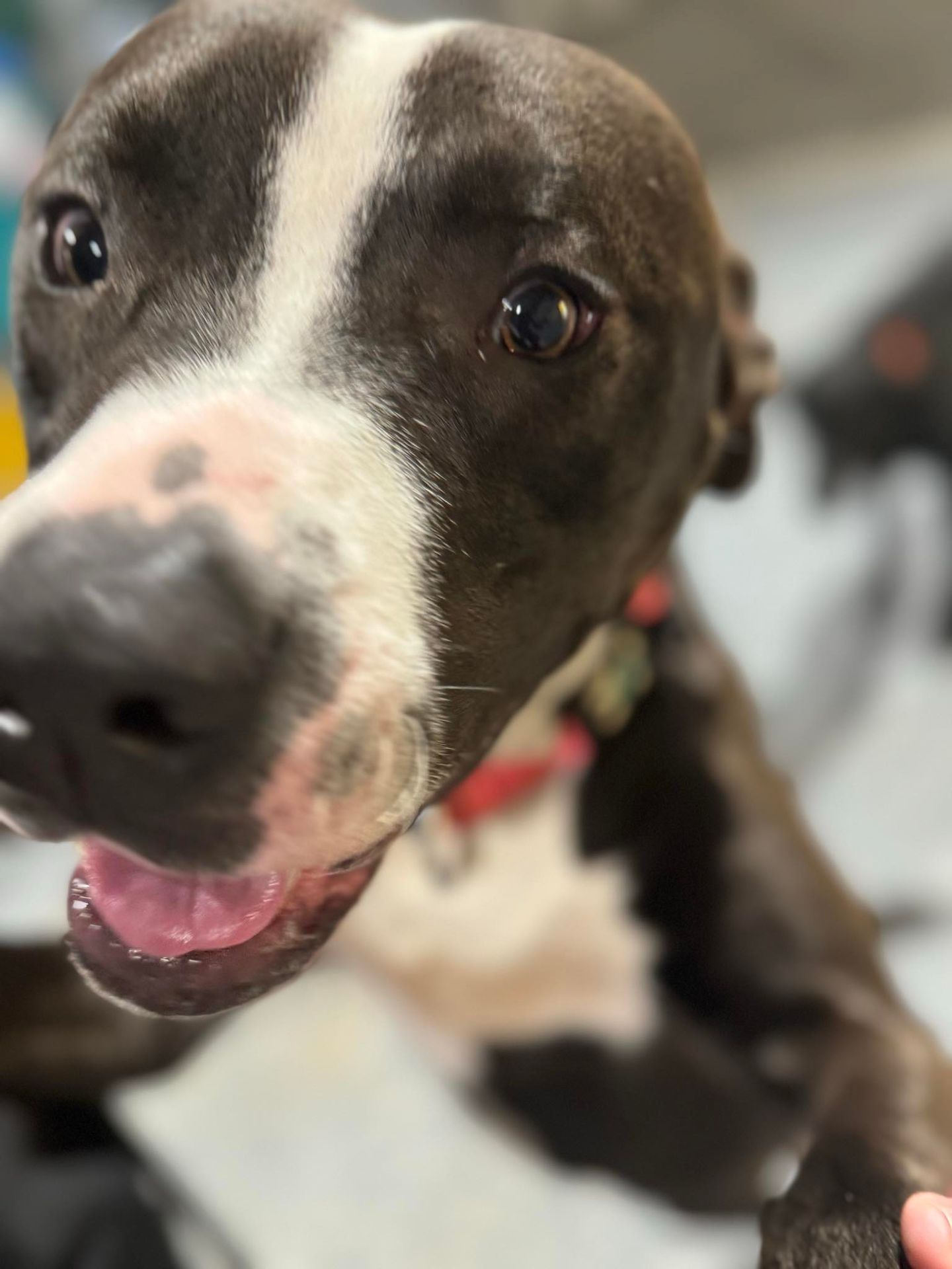 The Foster Diaries: Baxter's Summer Adventures