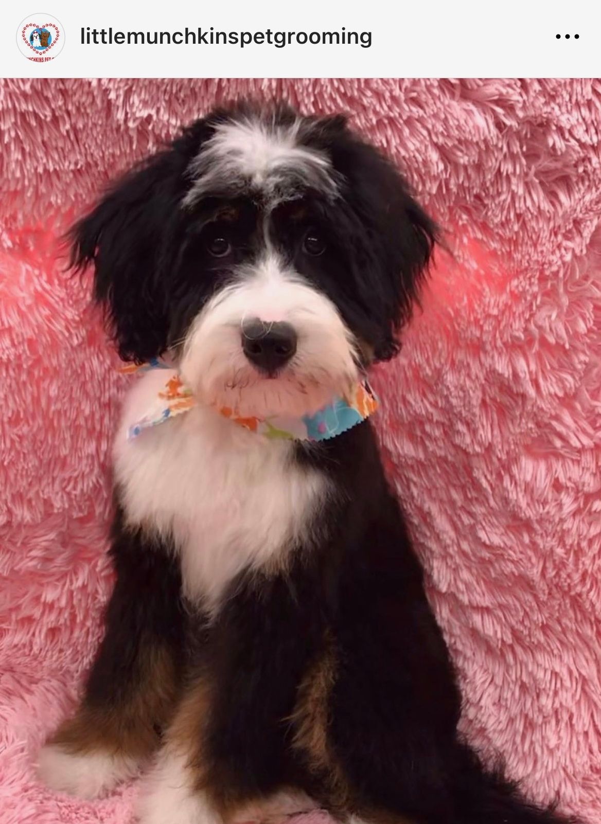The Ultimate Guide for Mobile Dog Grooming: Benefits,Services, & how to choose the right dog groomer