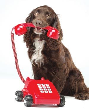 Your Pets Need Your Voice!