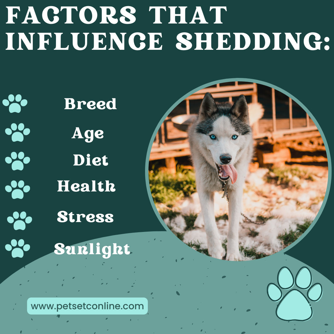 Fur-Ever Friends, Less Fur-Ever Mess: Conquering Seasonal Shedding