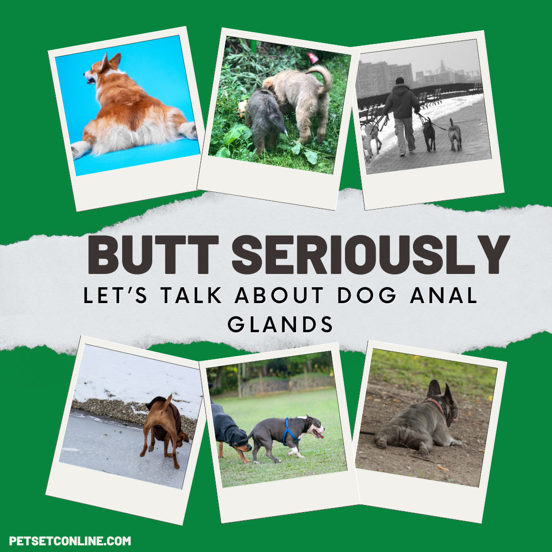 Butt Seriously, Let's Talk About Dog Anal Glands
