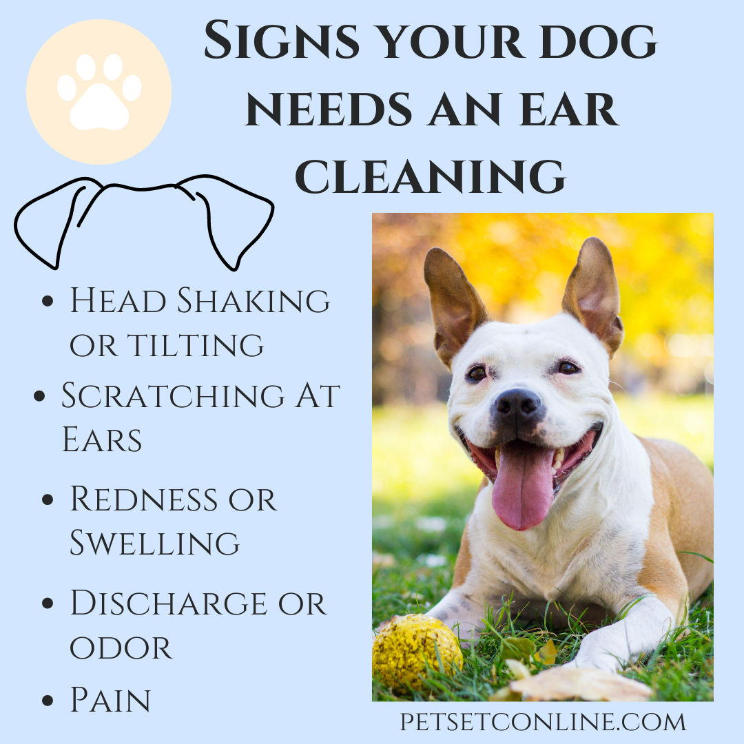 Picture of Dog Ear Cleaning: A Step-by-Step Guide For Healthy Ears