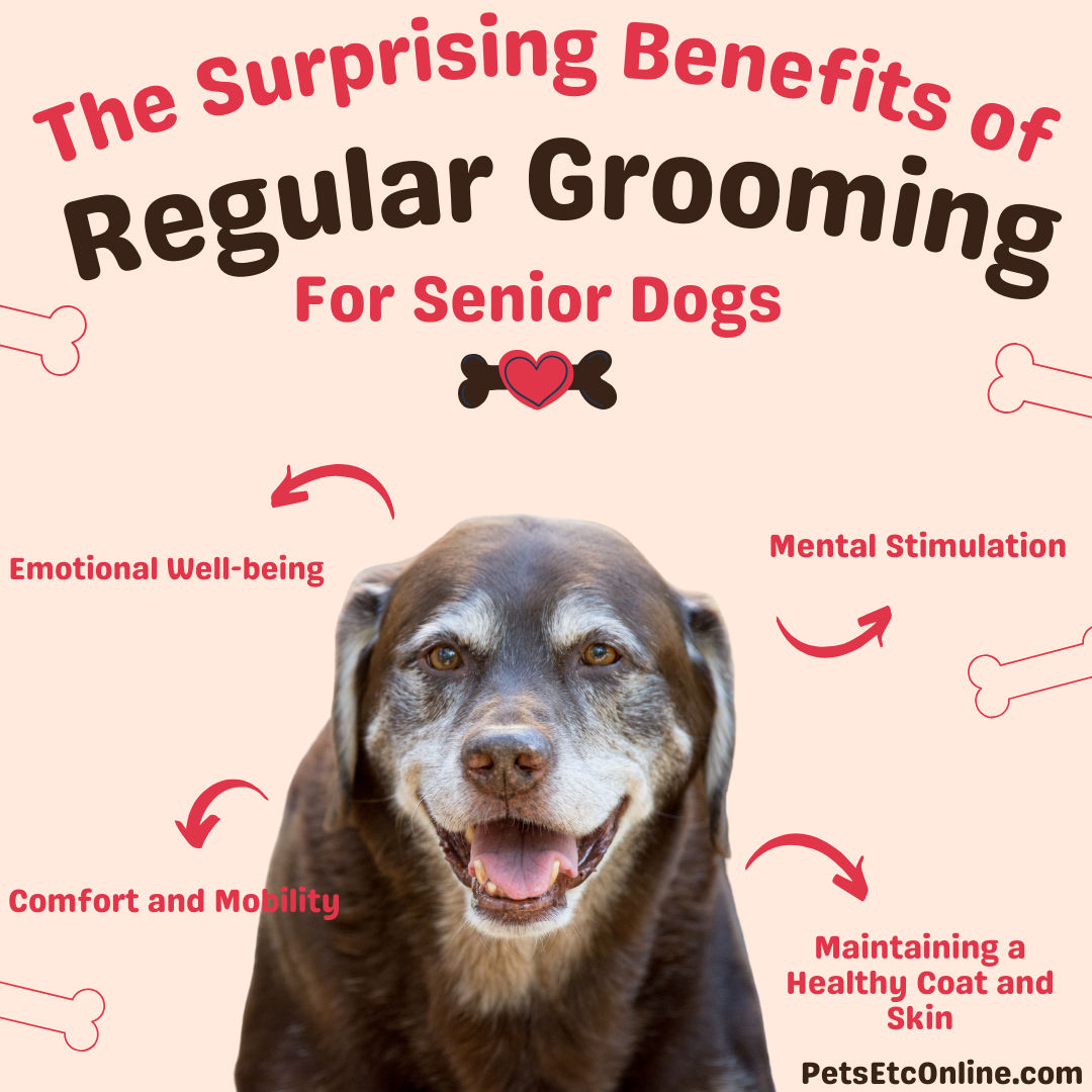 The Surprising Benefits of Regular Grooming for Senior Dogs