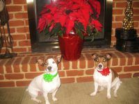 Curbing Pet Behavior Problems Over the Holidays