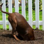 Image of blog post Diggin Dog? 5 Tips To Stop Dogs From Digging!