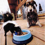 Image of blog post SKUNKED in Wayne, PA!