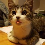 Blepping - What is it?