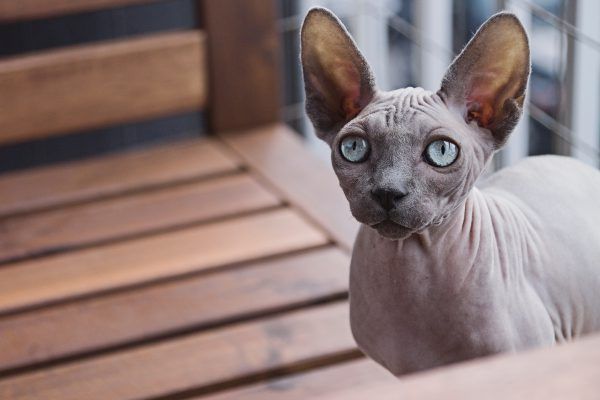 5 Best Hypoallergenic Cat Breeds