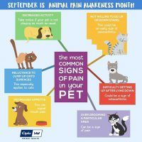 Animal Pain Awareness Month
