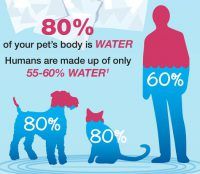 July: National Pet Hydration Month