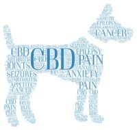 The Benefits of CBD For Pets