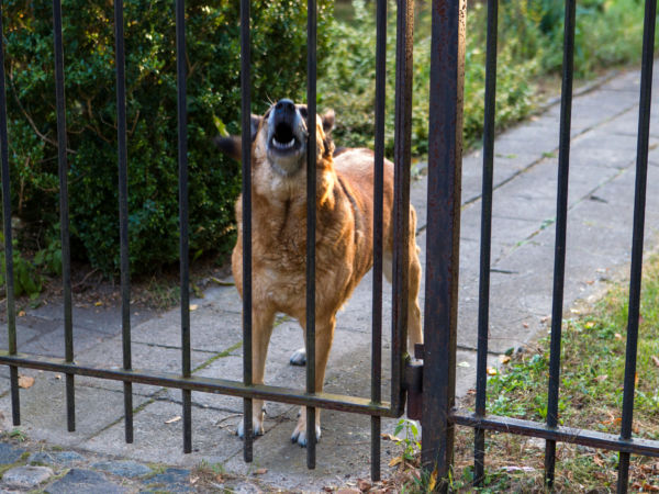 Image of blog post Silence the Ruff-ians: A Pawsome Guide to Curb Your Dog's Territorial Barking!
