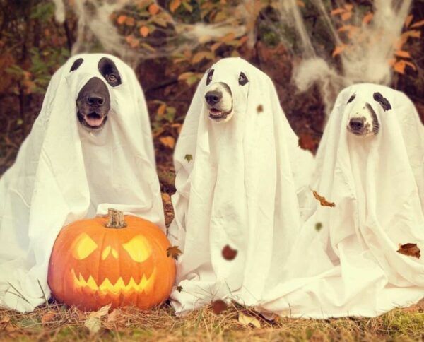 Image of blog post Get Ready for Howloween: Unleashing the Barkside of DIY Doggy Disguises!