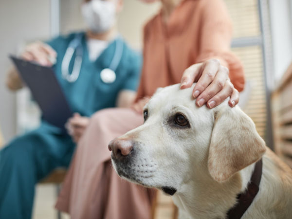 Image of blog post Unmasking the Silent Threat: Pet Cancer Awareness Month