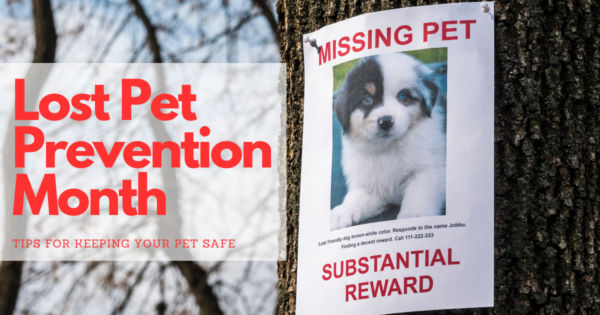 Shocking Facts About Lost Pets and Essential Tips to Keep Your Pet Safe
