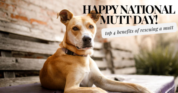 Celebrate National Mutt Day: Top Benefits of Rescuing a Mutt