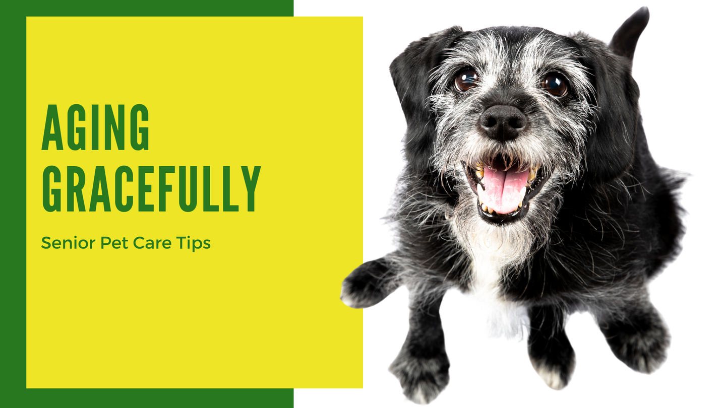 Aging Gracefully: Senior Pet Care Tips