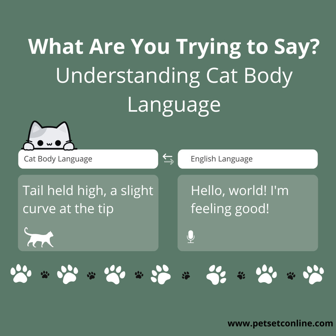 What Are You Trying to Say? Understanding Cat Body Language