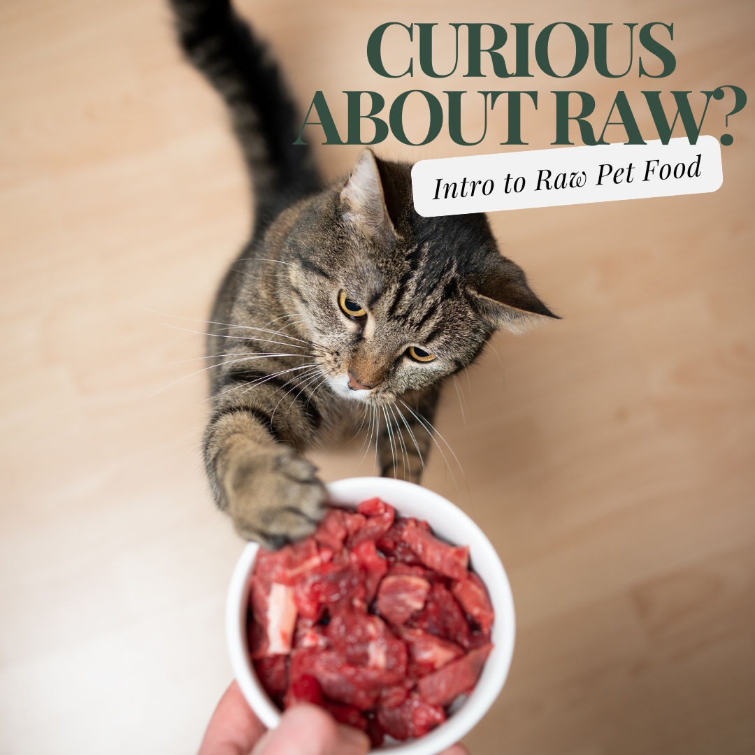 Image of blog post Introduction to Raw Pet Food and Its Health Benefits