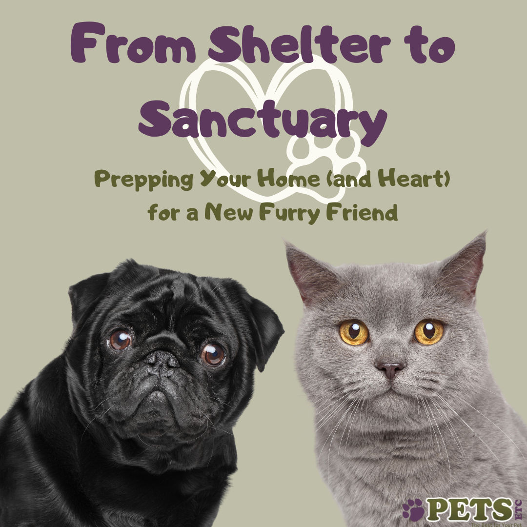 From Shelter to Sanctuary: Prepping Your Home (and Heart) for a New Furry Friend