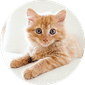 Cat Supplies