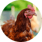 Chicken Feed