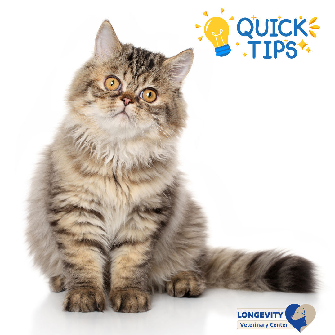 Image of blog post Keeping Your Cat Happy and Healthy: 5 Tips